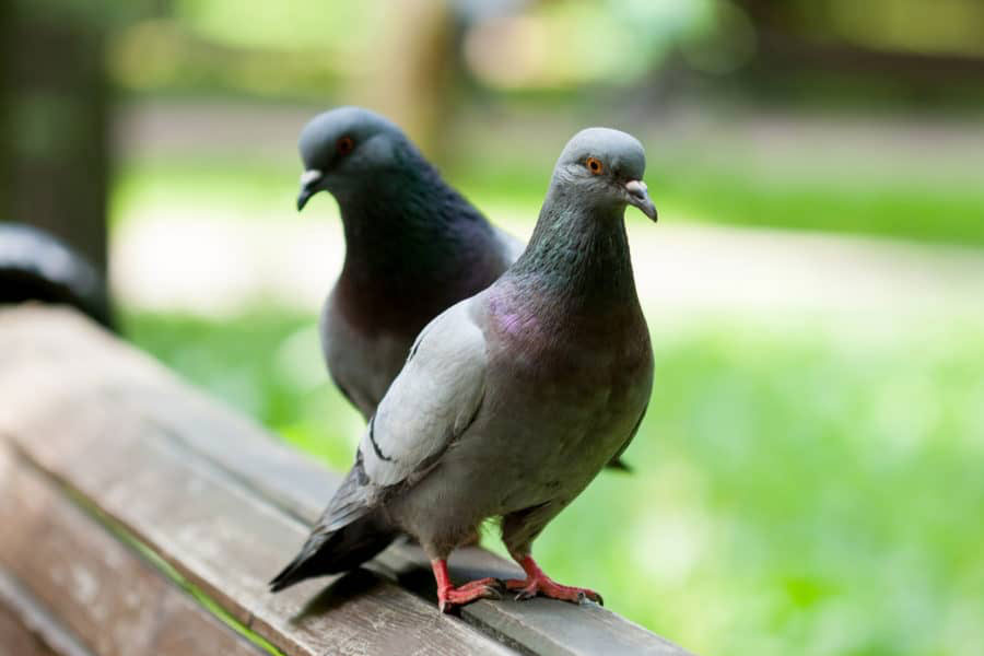 pombos - nem tão inofensivos